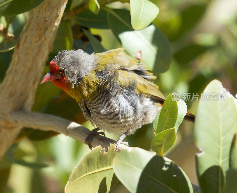 Green-Winged Pytilia